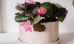 Begonia Plant Care and Growing Guide (Most Detailed)