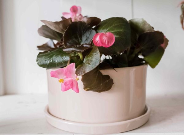 Begonia Plant Care