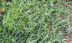 Bermuda Grass Care and Growing Guide (Most Detailed)