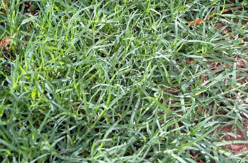 Bermuda Grass