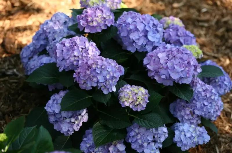 Types of Hydrangeas