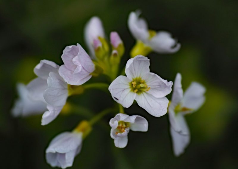 Flowers That Start With B