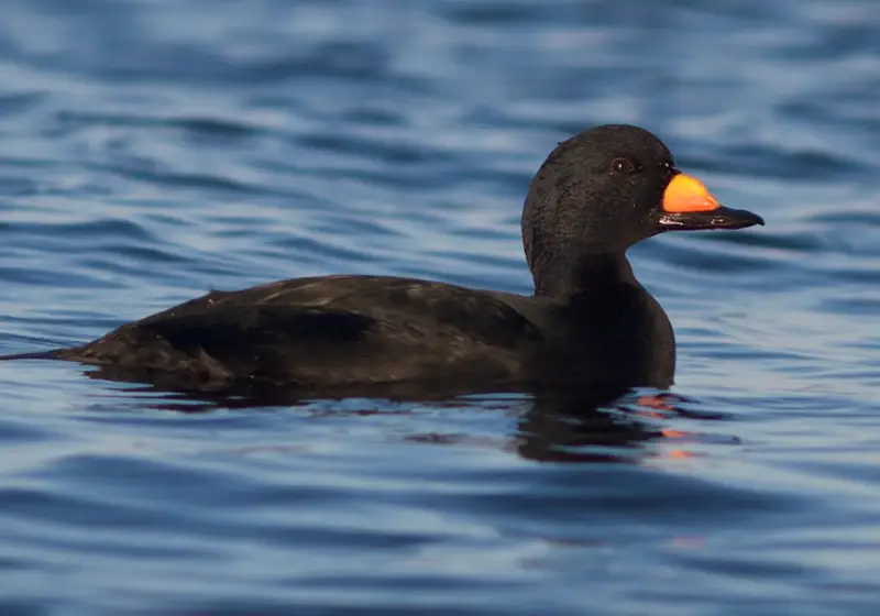 Black Birds With Yellow Beaks