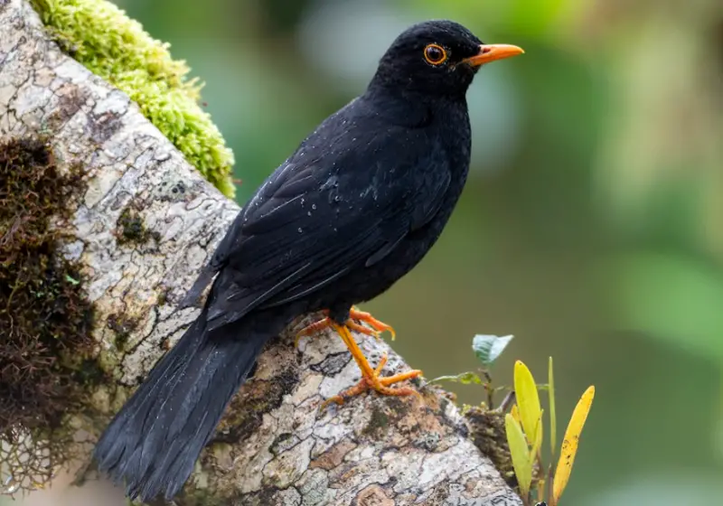 Black Birds With Yellow Beaks