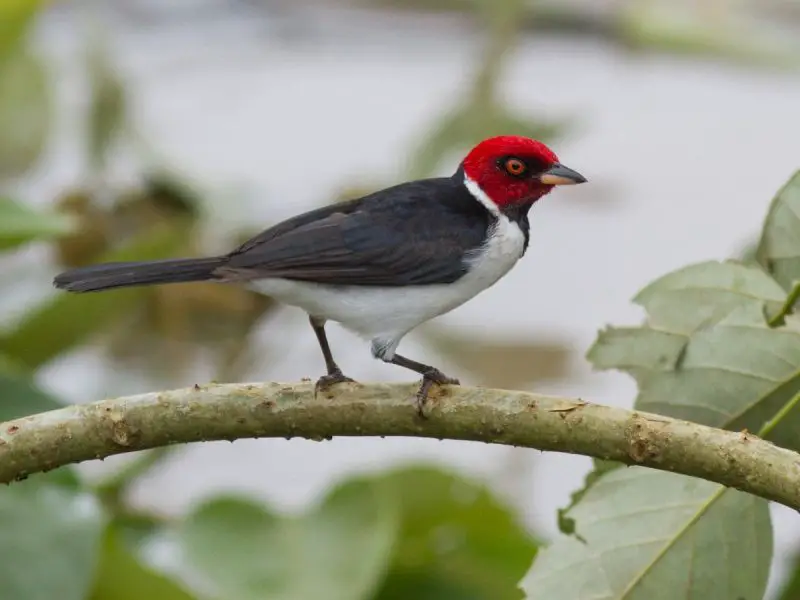 Cardinal Birds