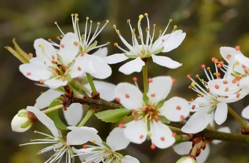 Flowers That Start With B