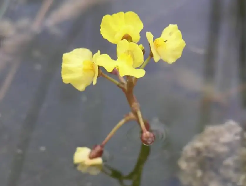 Plants That Eat Bugs