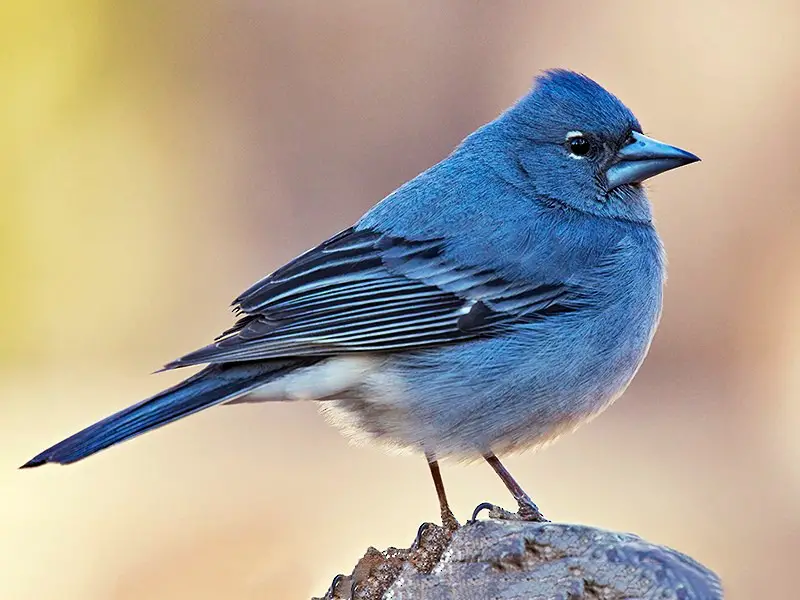 Types of Finches