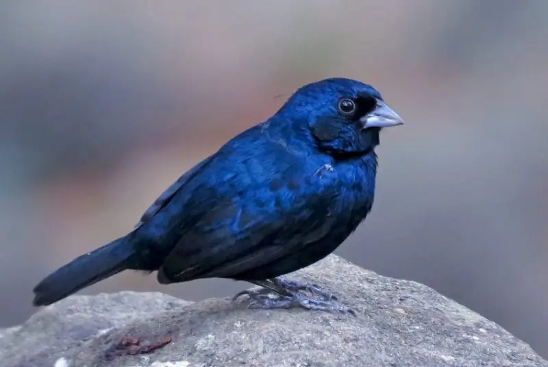 Black Birds With Blue Heads