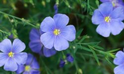 Blue flax (Linum lewisii) Care and Growing Guide (Most Detailed)