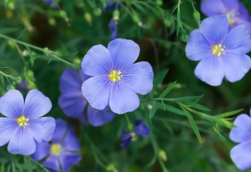 Blue flax