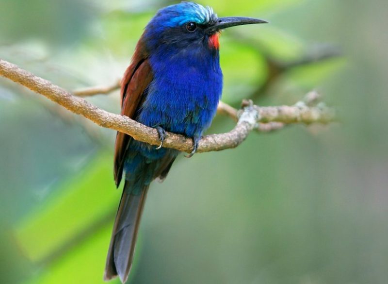 Black Birds With Blue Heads