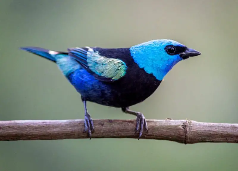 Black Birds With Blue Heads