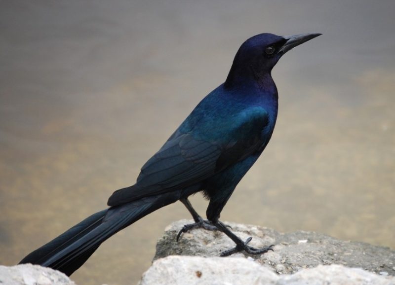 Black Birds With Blue Heads