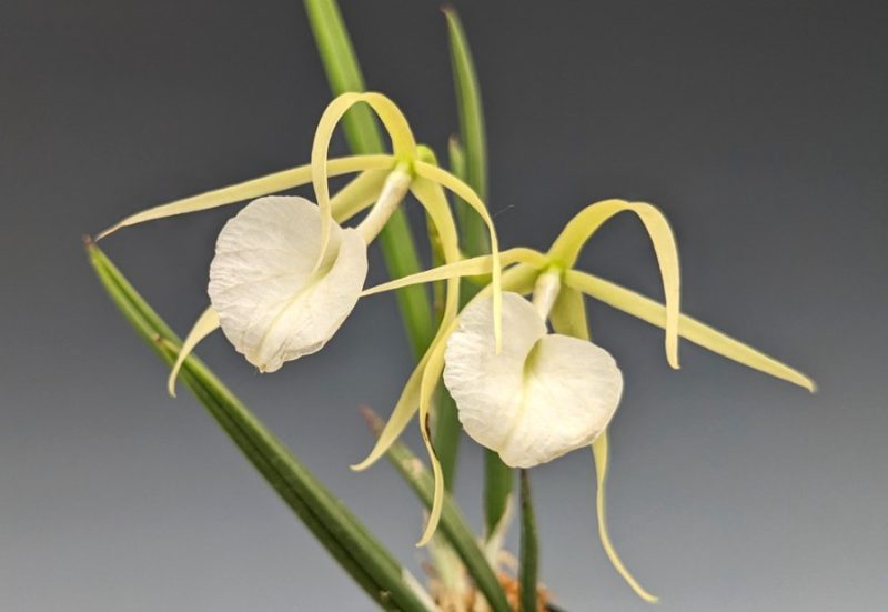 Types of Orchids