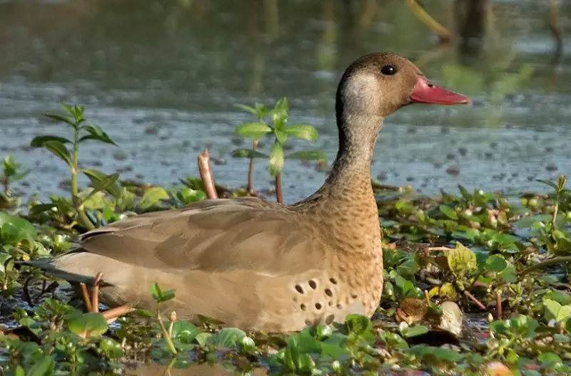 Ducks with Mohawks