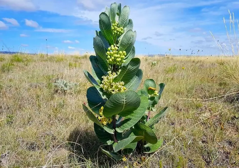 Types of Milkweed