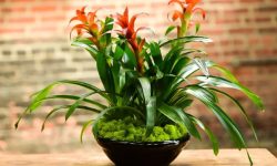 Bromeliad Plant Care and Growing Guide (Most Detailed)