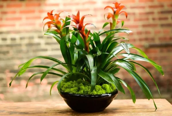 Bromeliad Plant Care