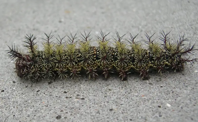 Black caterpillars with spikes