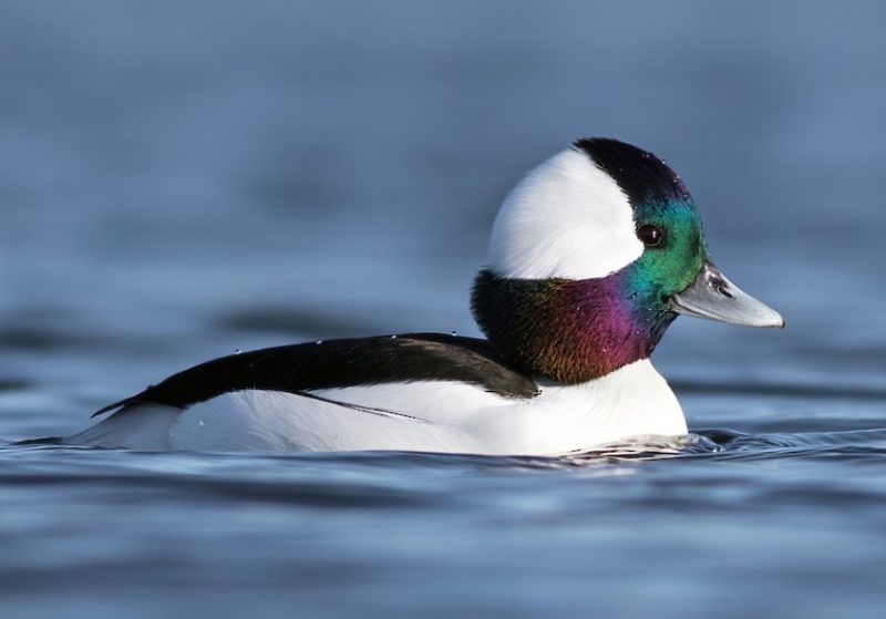 Ducks with Mohawks