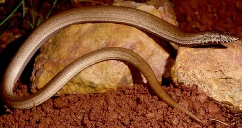 Legless Lizard