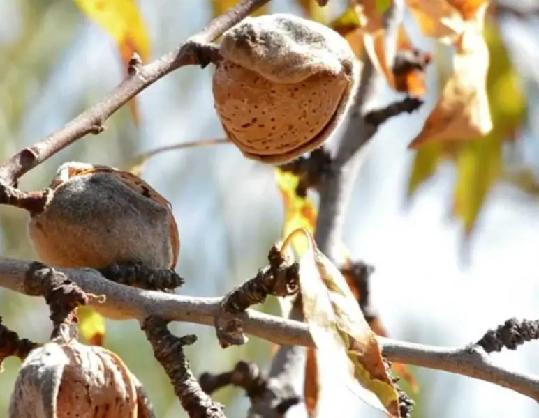 17 Types of Almond Trees (With Pictures and Identification)