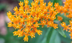 Asclepias Tuberosa (Butterfly Weed) Care and Growing Guide