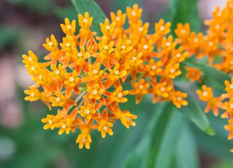37 Types Of Milkweed With Pictures And Identification Butterfly Weed Asclepias Tuberosa 768x556