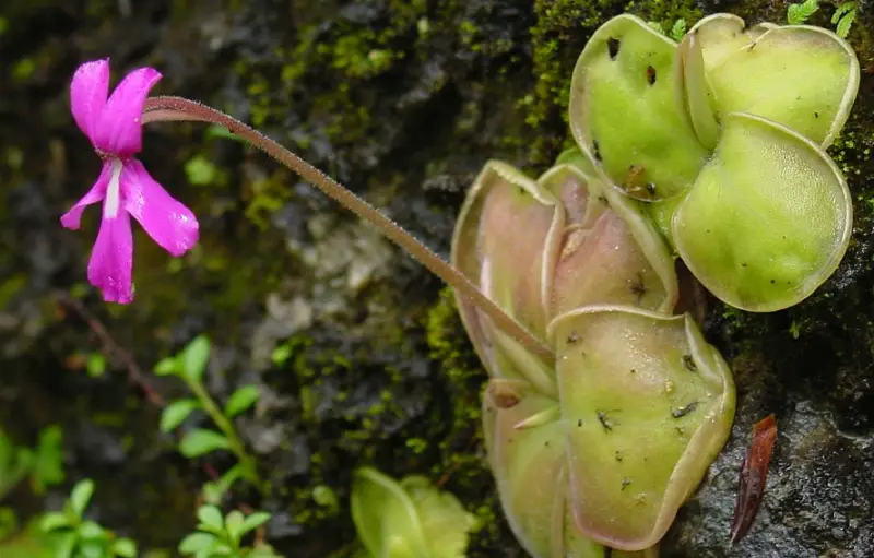 Plants That Repel Flies