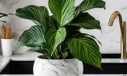 Calathea Orbifolia Care: Ultimate Guide for Thriving Plants