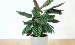 Calathea Plant Care and Growing Guide (Most Detailed)