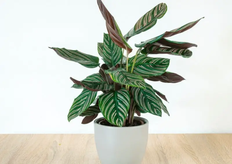 Calathea Plant care