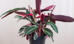 Calathea Roseopicta: A Comprehensive Care and Growing Guide