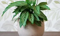 Calathea Vittata: A Detailed Care and Growing Guide