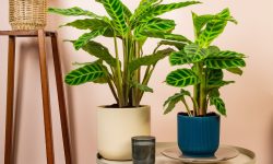 Calathea Zebrina Care and Growing Guide (Most Detailed)