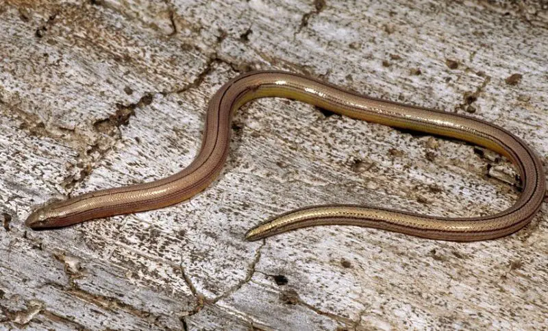 Legless Lizard