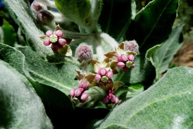 Types of Milkweed