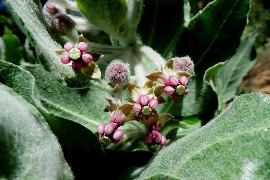 37 Types Of Milkweed With Pictures And Identification California Milkweed Asclepias Californica