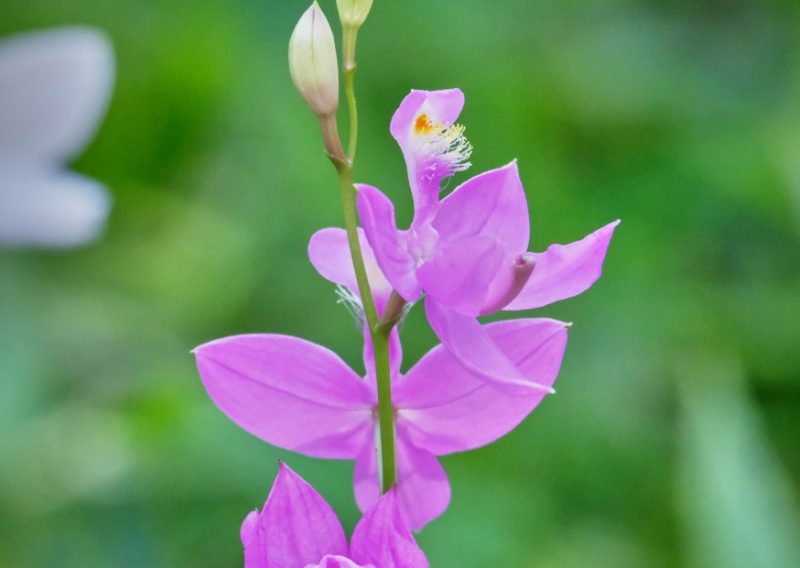 Types of Orchids