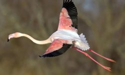 Can Flamingos Fly? The Truth About Their Surprising Flight Abilities