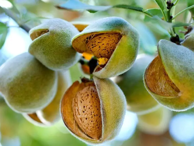 17 Types of Almond Trees (With Pictures and Identification)