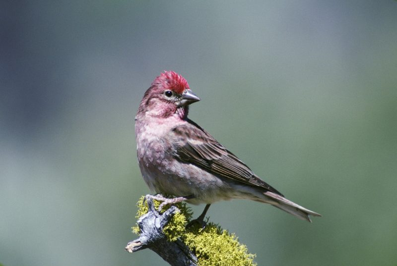 Types of Finches