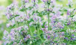 Catnip Plant Care and Growing Guide (Most Detailed)