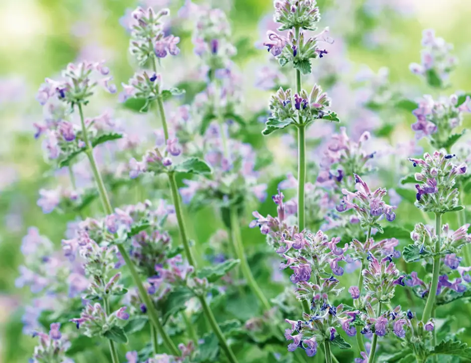 Catnip Plant