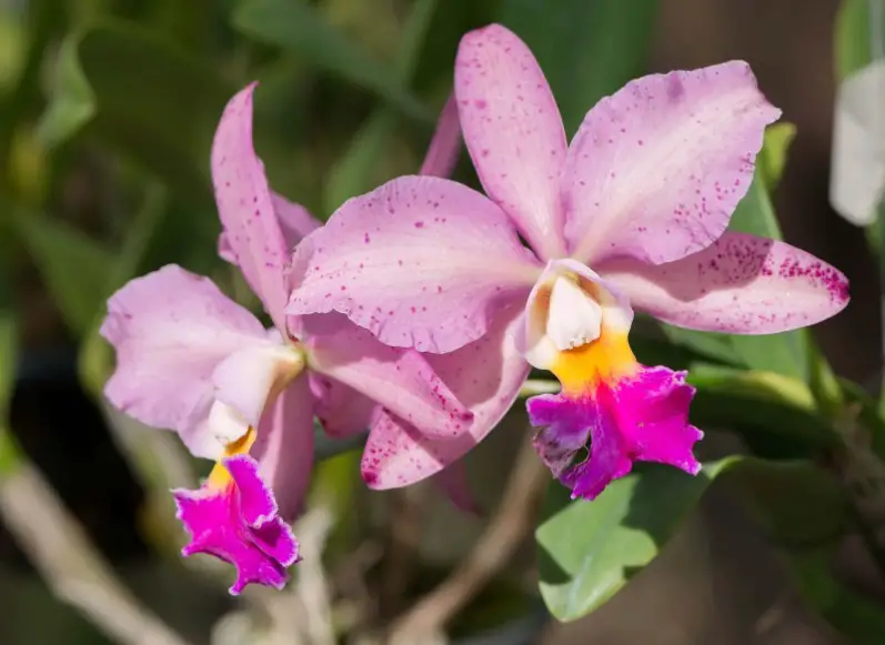 Types of Orchids