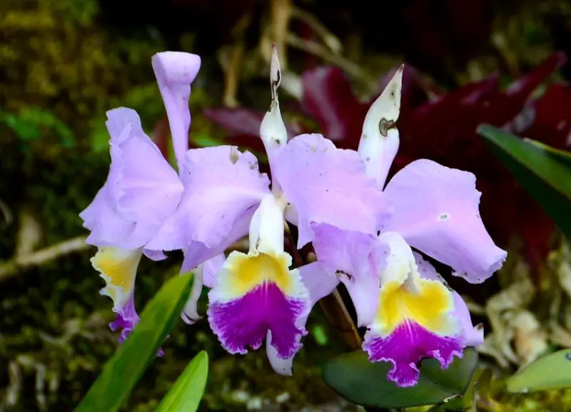 Types of Orchids