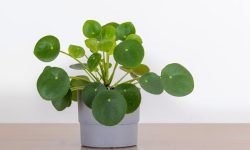 Chinese Money Plant Care and Growing Guide (Most Detailed)