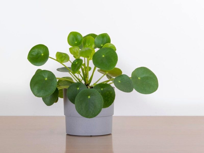 Chinese Money Plant Care