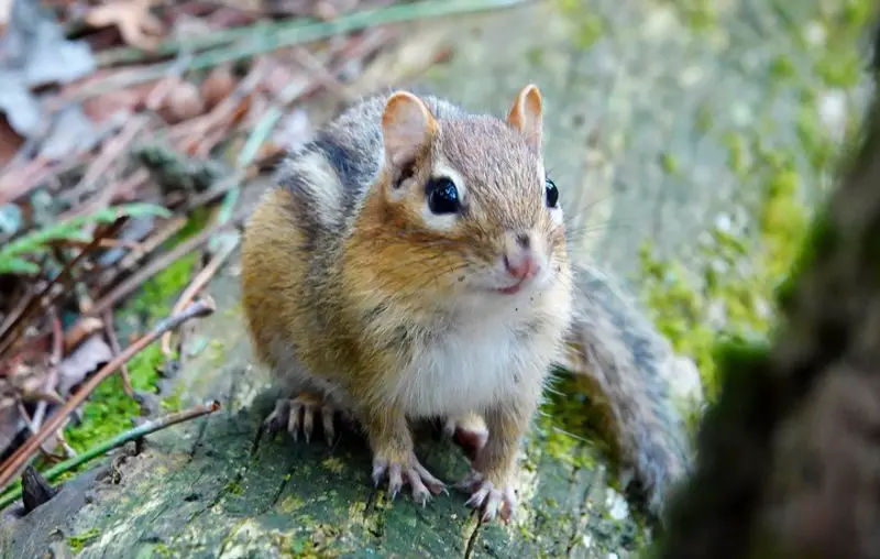 Different Types of Rodents